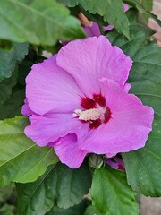 pink flower of hibiscus flower