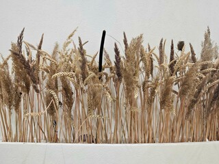 wheat ears on the white background, Dry golden grass isolated on white background