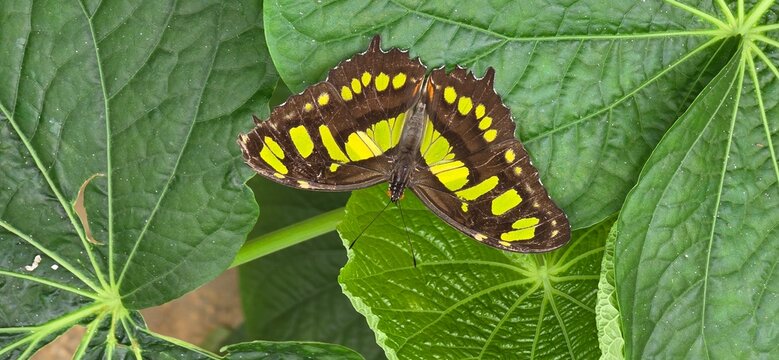Malachite butterfly on a vibrant green leaf - Powered by Adobe