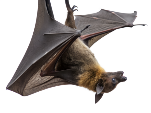 Fruit bat hanging upside down isolated on transparent background, showing its wings and fur, looking to the side