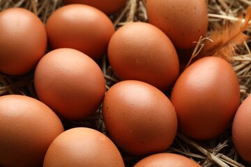 Raw chicken eggs and feather on straw, closeup
