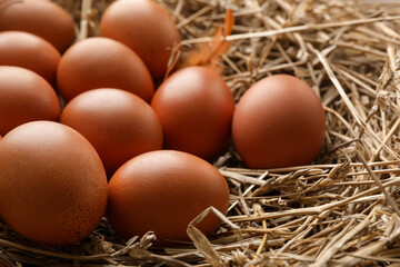 Raw chicken eggs and feather on straw, closeup