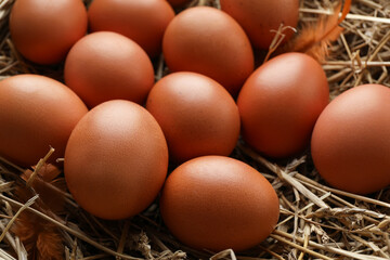 Raw chicken eggs and feathers on straw, closeup