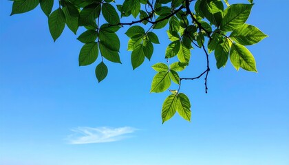 Green Leaves Against a Clear Blue Sky with Sunlight Filtering Through Nature Photography