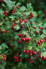 Hawthorn berries on branches of bush, ripe hawthorn berries in autumn time, hawthorn berries as medicinal plant concept