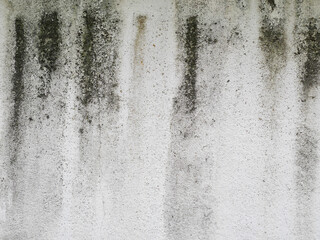 Mold on white wall