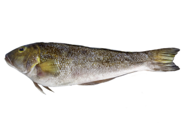 Namorado is the common name used to designate the fish Pseudopercis numida, of the family of penguipedidae, from salty tropical waters