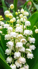 Close-up of Lily of the Valley blooms