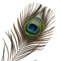 Obraz premium A detailed close-up of a peacock feather, showcasing the vibrant iridescent colors and intricate structure.