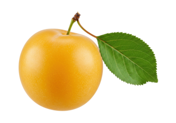 Isolated fresh yellow plum with leaf for healthy eating diet and fruit salad recipe idea