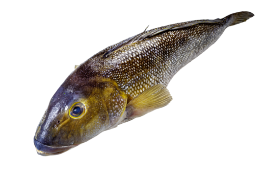 Namorado is the common name used to designate the fish Pseudopercis numida, of the family of penguipedidae, from salty tropical waters
