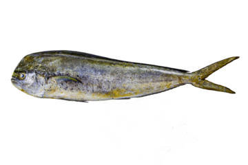 Coryphaena hippurus, better known as mahi-mahi or sea bream, is a saltwater fish found in tropical and subtropical oceans around the world.