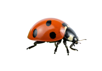 Isolated ladybug on display showcasing its distinctive and easily identifiable features, bug