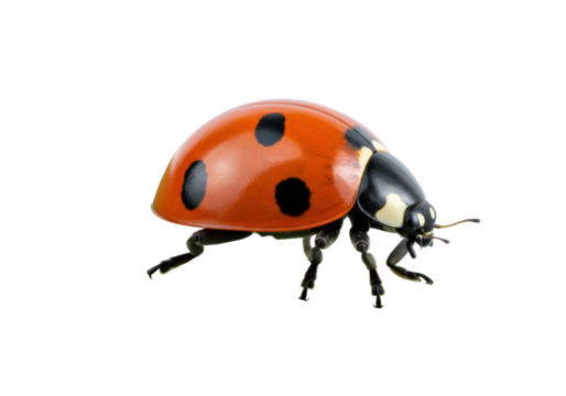 Isolated ladybug on display showcasing its distinctive and easily identifiable features, bug