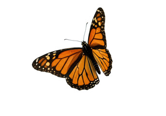 Isolated Monarch butterfly on light, a captivating insect known for its vibrant colors