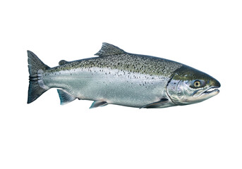 Naklejka premium Isolated Silver Salmon or Coho Salmon, a Commercially Important Species of Pacific Salmon