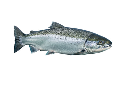Isolated Silver Salmon or Coho Salmon, a Commercially Important Species of Pacific Salmon