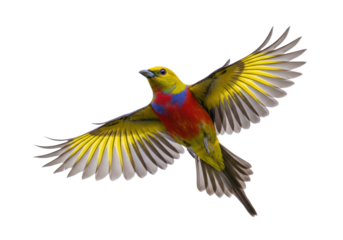 Isolated adult male Painted Bunting in flight, close-up of colorful passerine bird spreading wings
