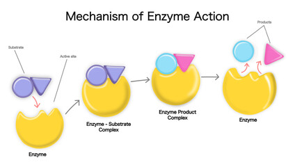 Mechanism Of Enzyme Action: Substrate Binding, Complex, And Product Formation Diagram