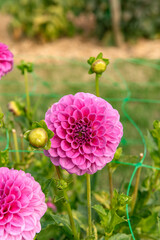 Pink dahlia