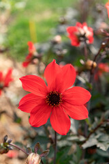 Red dahlia