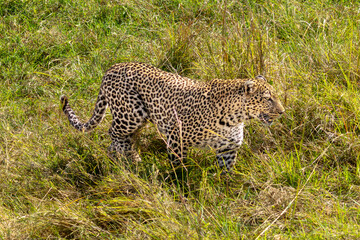 An African leopard (Panthera pardus pardus) stalking through the tall grass in Maasai Mara National Reserve, Kenya