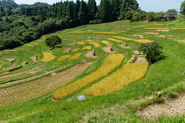 千葉県鴨川市 日本の棚田百選 大山千枚田の棚田