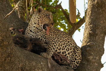 An African leopard (Panthera pardus) feeding on a wildebeest carcass in a sausage tree in Serengeti National Park, Tanzania