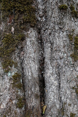 Close-up of tree bark texture background showcasing natural wood patterns and rough grainy surface,