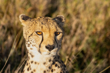 A cheetah (Acinonyx jubatus) close-up portrait in the morning light, Serengeti National Park, Tanzania