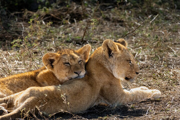Two adorable lion cubs lying together in the dry grass of the African savanna, resting in the sun