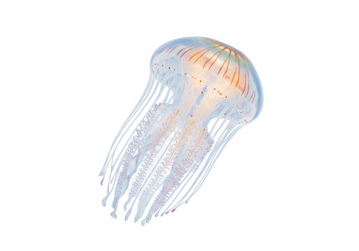 Isolated Jellyfish with orange stripes swims in the ocean water, transparent marine animal