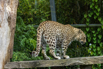 Fototapeta premium Panthère de Perse