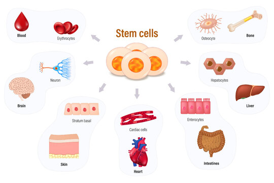 Stem cells. Regenerative medicine. Stem cells can become cells and organs in the body. Medical science educational vector.