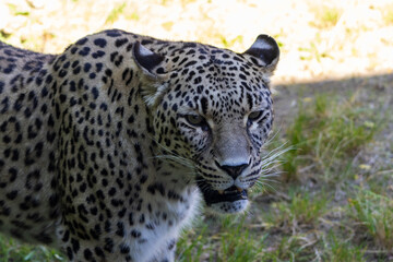 Fototapeta premium Panthère de Perse