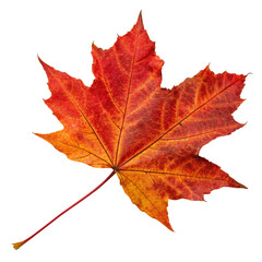 Obraz premium A vibrant red and orange maple leaf isolated on transparent background