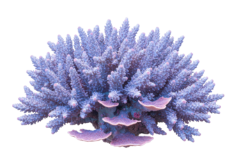 Isolated Acropora coral reef marine invertebrate in lavender, pink, and purple tones