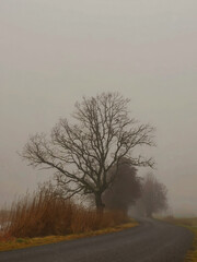 lonely tree in the fog
