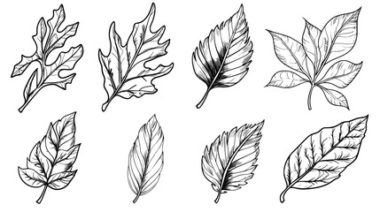 This set includes a collection of hand drawn leaves depicted as black line doodles
