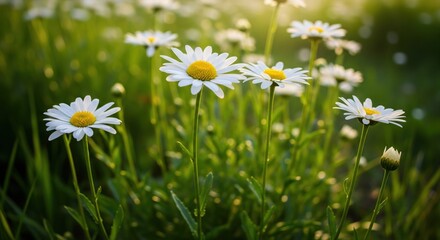 Fototapeta premium Delicate white daisies in a grassy field, bathed in warm sunlight