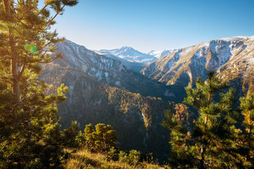 Scenic view of snow-covered peaks in the Caucasus, framed by pines under a clear blue sky.