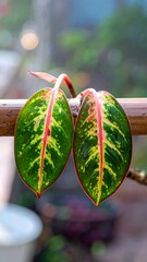 Close-up vibrant leaves