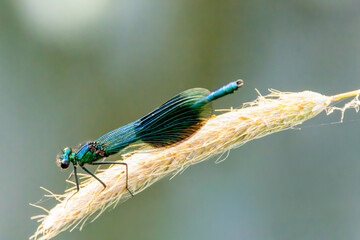 Close-up of a male Banded Demoiselle, Calopteryx splendens, on a stalk of Common Foxtail, Alopecurus pratensis, against a hazy green background.
