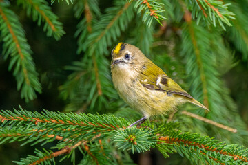 Close-up of a  Regulus regulus, on a spruce branch with a clearly visible golden-yellow stripe on the head plumage