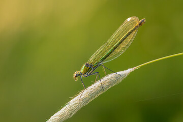 Close-up of a female Banded Demoiselle, Calopteryx splendens, on a stalk of the Common Foxtail, Alopecurus pratensis, against a hazy green background.