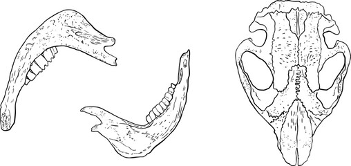 Animal skull and jawbones sketches vector illustration. Set of hand drawn skeleton elements.
