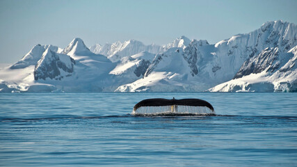 Whale Tale in Charlotte Bay Antarctica