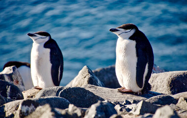 Two Chin Strap Penguins