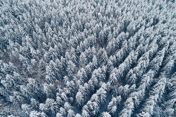 Dense pine forest blanketed in fresh white snow creates a beautiful natural pattern.