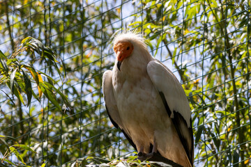 Vautour percnopt&egrave;re